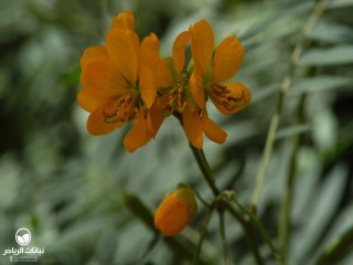 image name