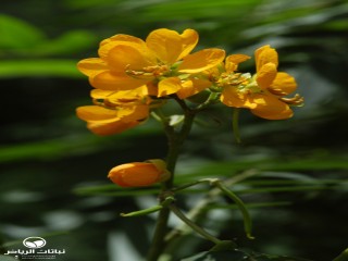 image name