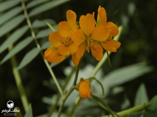 image name