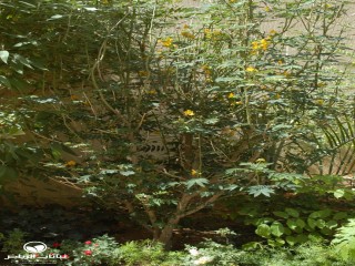 image name