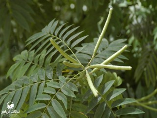 image name