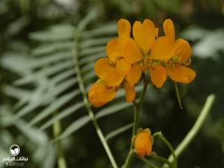 image name