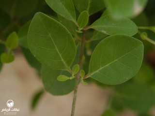 image name