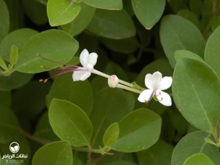 image name