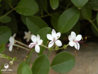 image name