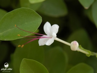 image name