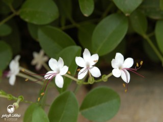 image name