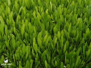 image name