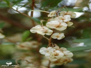 image name