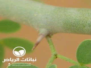 image name
