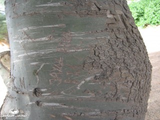 image name