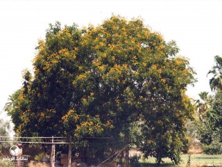 image name