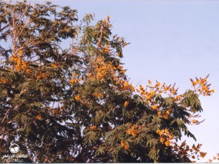 image name