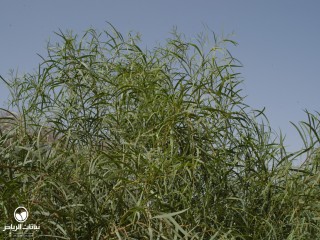 image name
