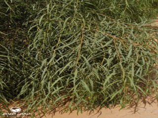 image name