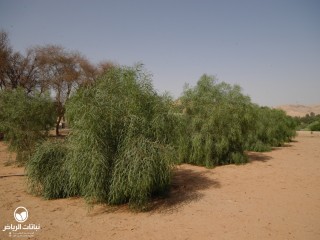 image name