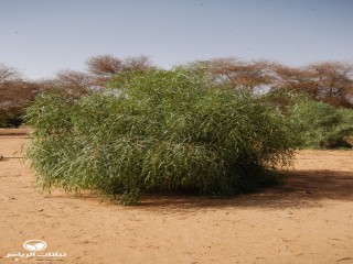 image name