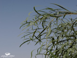 image name