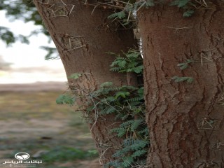 image name