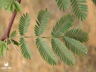 image name
