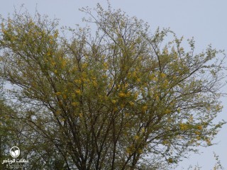 image name