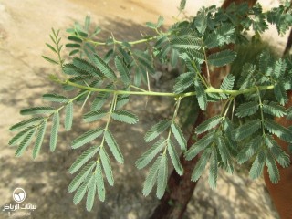 image name