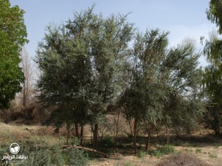 image name