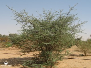 image name