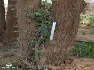 image name