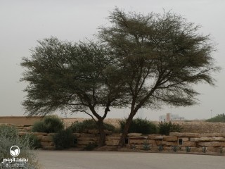 image name