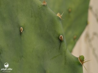 image name
