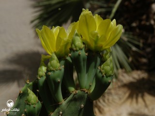 image name