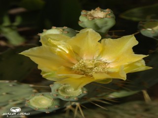 image name