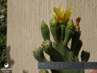 image name
