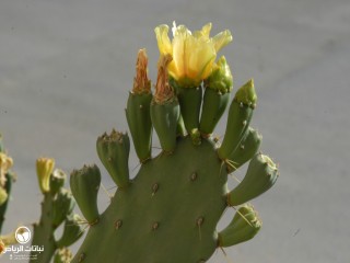 image name