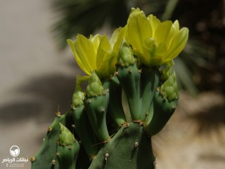image name