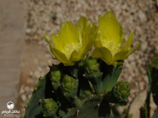 image name