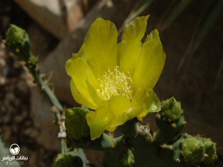 image name