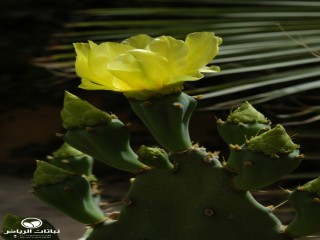 image name