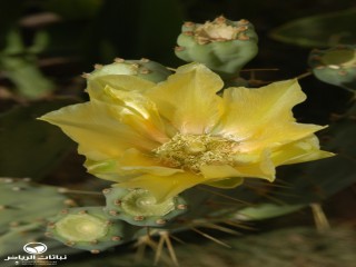image name