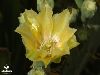 image name