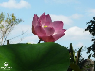 image name