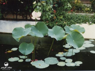 image name