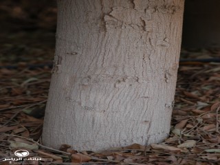 image name