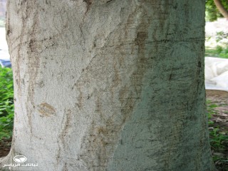 image name