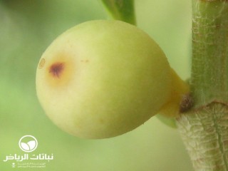 image name