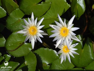 image name