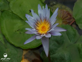 image name