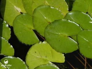 image name