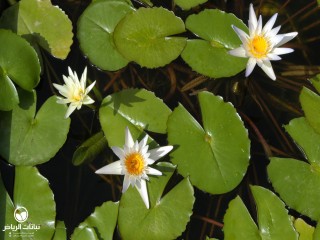 image name